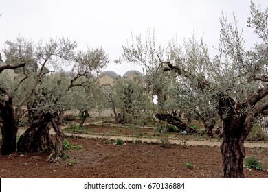 Jerusalem, Israel. - February 15.2017. Gethsemane Garden. The Place Of Jesus Christ's Praying On The Night Of The Arrest