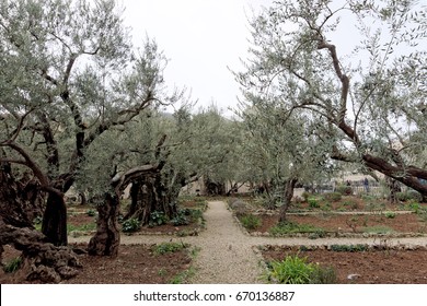 Jerusalem, Israel. - February 15.2017. Gethsemane Garden. The Place Of Jesus Christ's Praying On The Night Of The Arrest