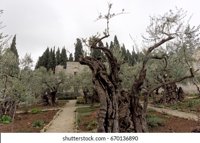 Jerusalem, Israel. - February 15.2017. Gethsemane Garden. The Place Of Jesus Christ's Praying On The Night Of The Arrest