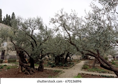 Jerusalem, Israel. - February 15.2017. Gethsemane Garden. The Place Of Jesus Christ's Praying On The Night Of The Arrest