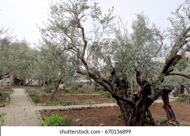 Jerusalem, Israel. - February 15.2017. Gethsemane Garden. The Place Of Jesus Christ's Praying On The Night Of The Arrest