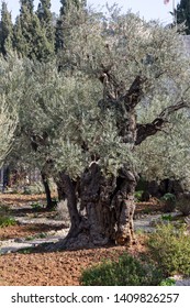 Jerusalem, Israel - January 13 2018: The Famous Garden Of Gethsemane Where Jesus Was Arrested The Night Before His Crucifixion.