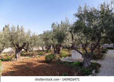 Jerusalem, Israel - January 13 2018: The Famous Garden Of Gethsemane Where Jesus Was Arrested The Night Before His Crucifixion.