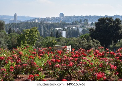 3,204 Israel roses Images, Stock Photos & Vectors | Shutterstock