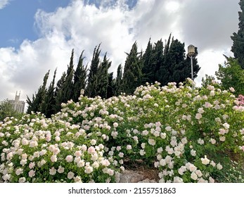 3,204 Israel roses Images, Stock Photos & Vectors | Shutterstock