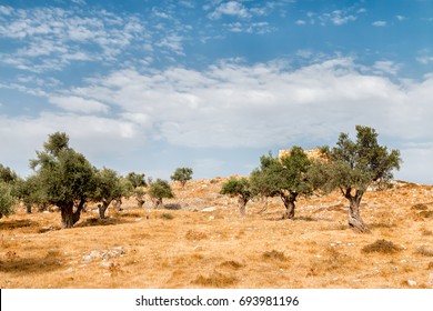 6,247 Olive Trees Israel Images, Stock Photos & Vectors | Shutterstock