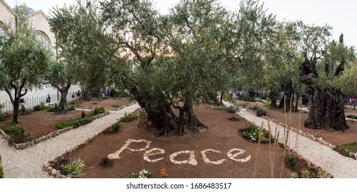 Jerusalem, Palestine, Israel - Jun 2012: Old Olive Trees In The Garden Of Gethsemane At The Foot  Mount Of Olives In Jerusalem Where Jesus Was Arrested The Night Before His Crucifixion.