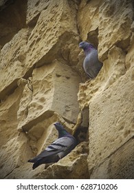 Jerusalem pidgins