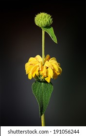 Jerusalem Sage