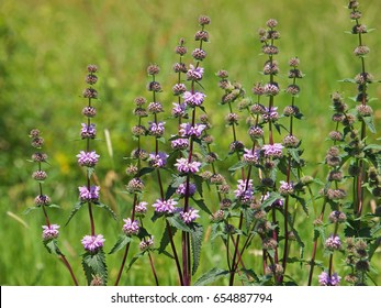 Jerusalem Sage, Phlomis Tuberosa