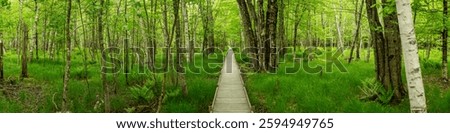 Jessup Path Boardwalk Cuts Through Bright Green Forest In Acadia National Park