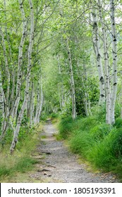 Jesup Path At Sieur De Monts Spring In Acadia National Park, Mt. Desert Island, Maine