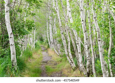 Jesup Path At Sieur De Monts Spring In Acadia National Park,  Mt. Desert Island, Maine.