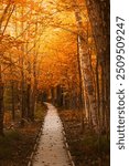 Jesup Trail Acadia National Park New England. Powerful Moody Epic Nature Image. Autumn Forest Trail Boardwalk Fall Foliage. Boardwalk Leaves Scattered