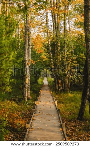 Jesup Trail Acadia National Park New England. Beautiful Nature Fall Foliage Colorful Leaves on Long Boardwalk Path Through Forest Scattered Leaves