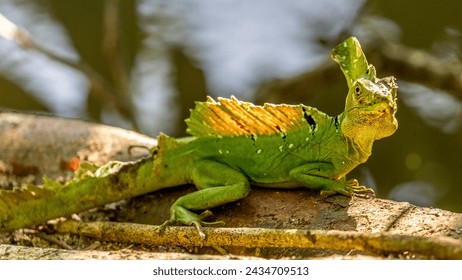 Jesus Christ lizard (Basiliscus plumifrons) on a branch, Cahuita National Park, Costa Rica - Powered by Shutterstock