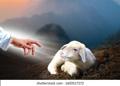 Jesus hand reaching out to a lost sheep. Biblical theme concept.