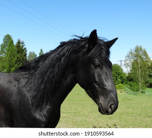 Jet Black Kentucky Mountain Saddle Stallion Horse