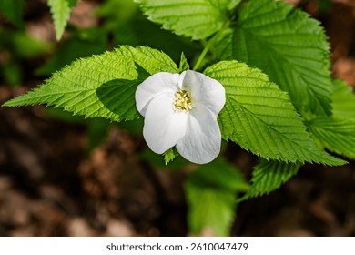 Jetberry Bush in Bloom on a Spring Day in Pennsylvania