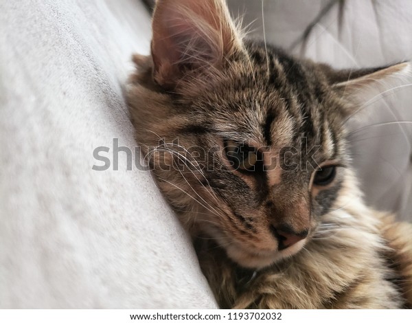 Jeune Chat Tabby Qui Dort Young Stock Photo Edit Now