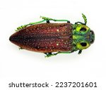 Jewel beautiful beetle isolated on white. Lampropelpa rothschildi macro close up, buprestidae, collection beetle, insects