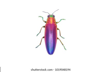 Jewel beetle (Chrysochroa fulminans nishiyamai) one of world's most beautiful beetle from Sinuk, Indonesia. Isolated on white background
