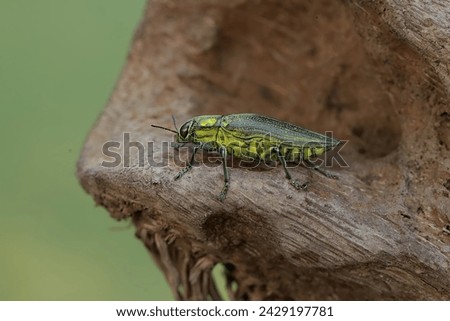 A jewel beetle from the family buprestidae resting on a dry bamboo stem. This insect has the scientific name Chrysochroa fulminans.