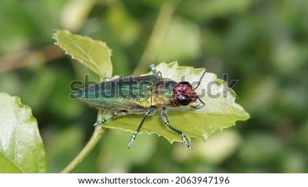 Jewel Beetle (Iridotaenia igneiceps, Buprestidae) on green leaves habitat.                               
