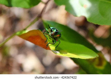 Jewel beetle, Metallic wood-boring beetle
