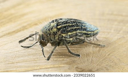 Jewel beetle or metallic wood-boring beetle, Julodis andreae sulcata (Coleoptera: Buprestidae). Adult beetle