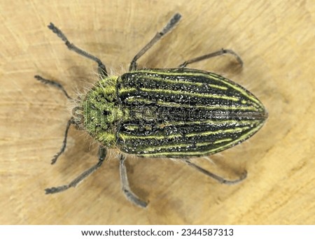 Jewel beetle or metallic wood-boring beetle, Julodis andreae sulcata (Coleoptera: Buprestidae). Adult beetle