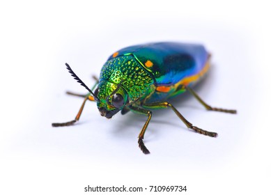 Jewel Beetle Metallic Woodboring Beetle On Stock Photo 710969734 ...