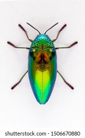 Jewel beetle (Sternocera aequisignata, Metallic wood-boring beetle, Buprestid, Buprestidae) top view isolated on white background.- Selective center focus on wing.