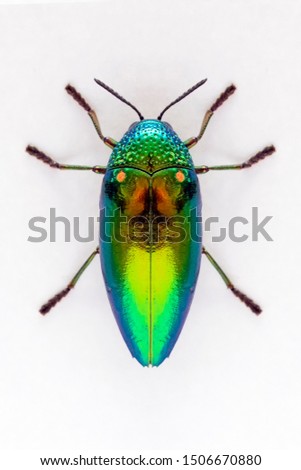 Jewel beetle (Sternocera aequisignata, Metallic wood-boring beetle, Buprestid, Buprestidae) top view isolated on white background.- Selective center focus on wing.