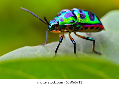 Jewel bug (Chrysocoris stollii) Beetle, Shield bug which belong to the Scutelleridae family and are actually true bug.They are often brilliantly colored, exhibiting a wide range of iridescent metallic