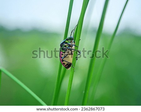 Jewel bug walking on a long grass. Metallic shield bugs. Jewel beetle. 