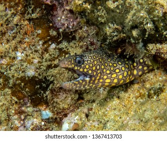 Jewel Moray Eel (Muraena lentiginosa)