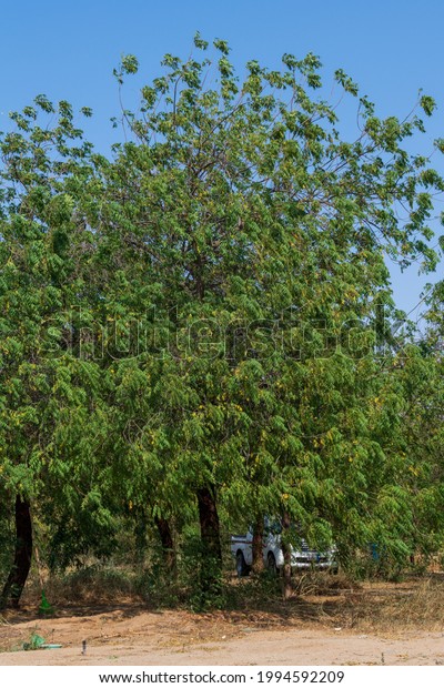 Jewel of Saudi Arabia: Jeddah, the Eastern\
Forest March 04, 2021. The forest is an extensive man-made forest\
of over 80,000 trees and plants. A car under a tree. Trees giving\
shade for picnics.
