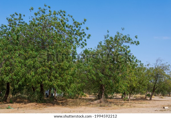 Jewel of Saudi Arabia: Jeddah, the Eastern\
Forest March 04, 2021. The forest is an extensive man-made forest\
of over 80,000 trees and plants. A car under a tree. Trees giving\
shade for picnics.