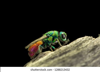 A Jewel Wasp And Black Background. Ball, Night