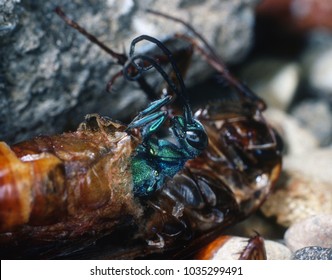 Jewel Wasp Emerging From Cockroach. The Jewel Wasp Is Very Colourful