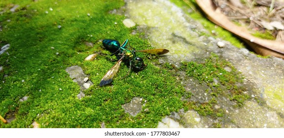 Jewel Wasp Lying Dead On The Bed Of Mosses