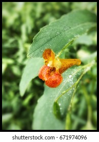 Jewel Weed Blossom With Dew