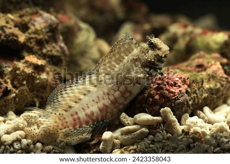 jewelled or lawnmower blenny (Salarias fasciatus) from coral reef in Indo pacific