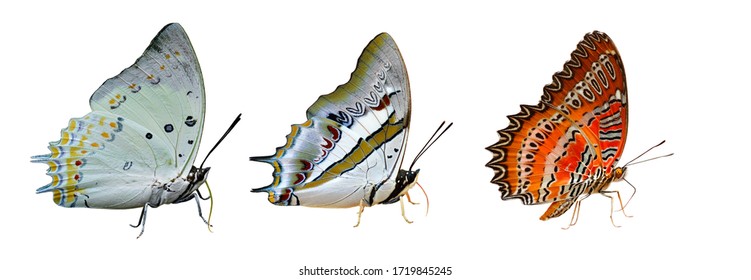 Jewelled nawab, blue nawab and red lacewing, most beautiful butterflies in Thailand isolated on white background