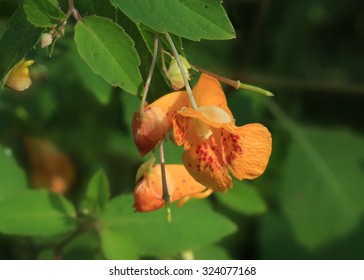 Jewelweed