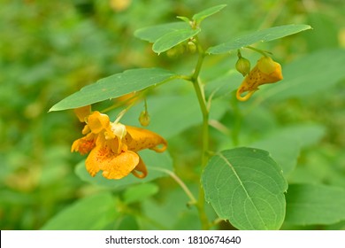 Jewelweed Blooming At The Edge Of The Woods