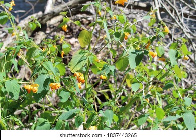 Jewelweed Flowers Found In The Forest