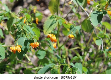 Jewelweed Flowers Found In The Woods