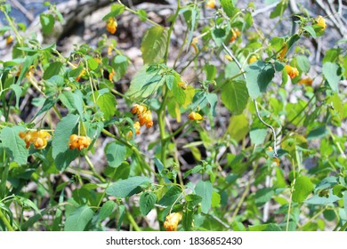 Jewelweed Flowers Naturally Hanging On The Stem